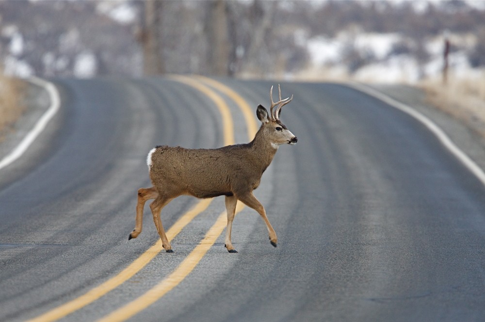 Navigating the Hazards A Comprehensive Guide for New Jersey Drivers on Deer-Related Car Accidents