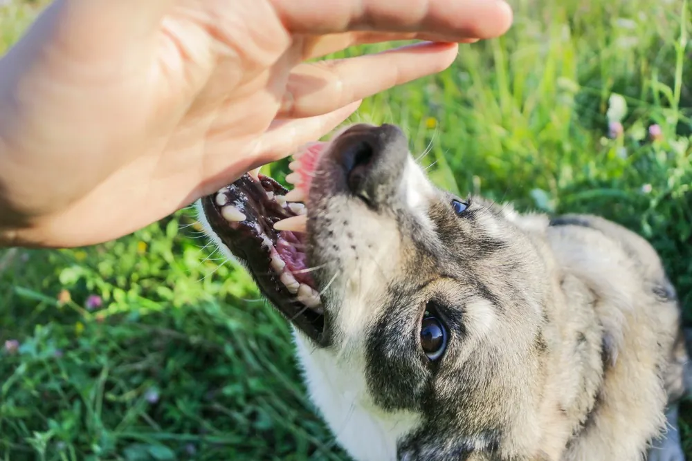 Fair Lawn Dog Bite Lawyers