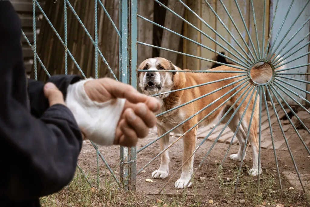 The Legal Process of Filing a Dog Bite Lawsuit