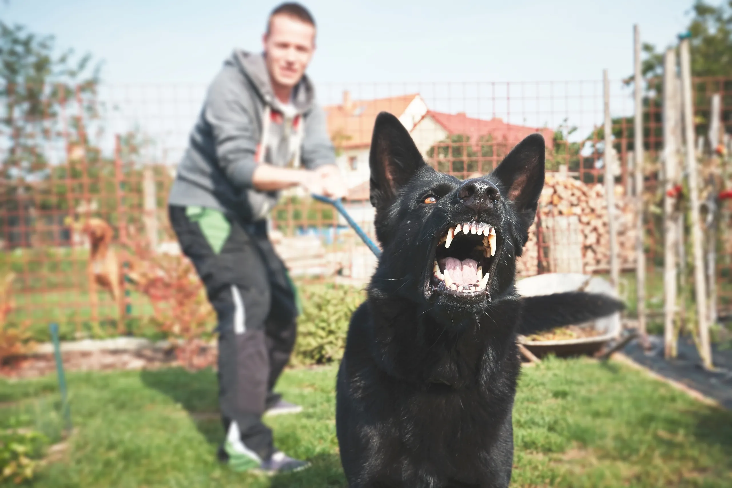 Steps to Take Immediately After a Dog Bite Incident