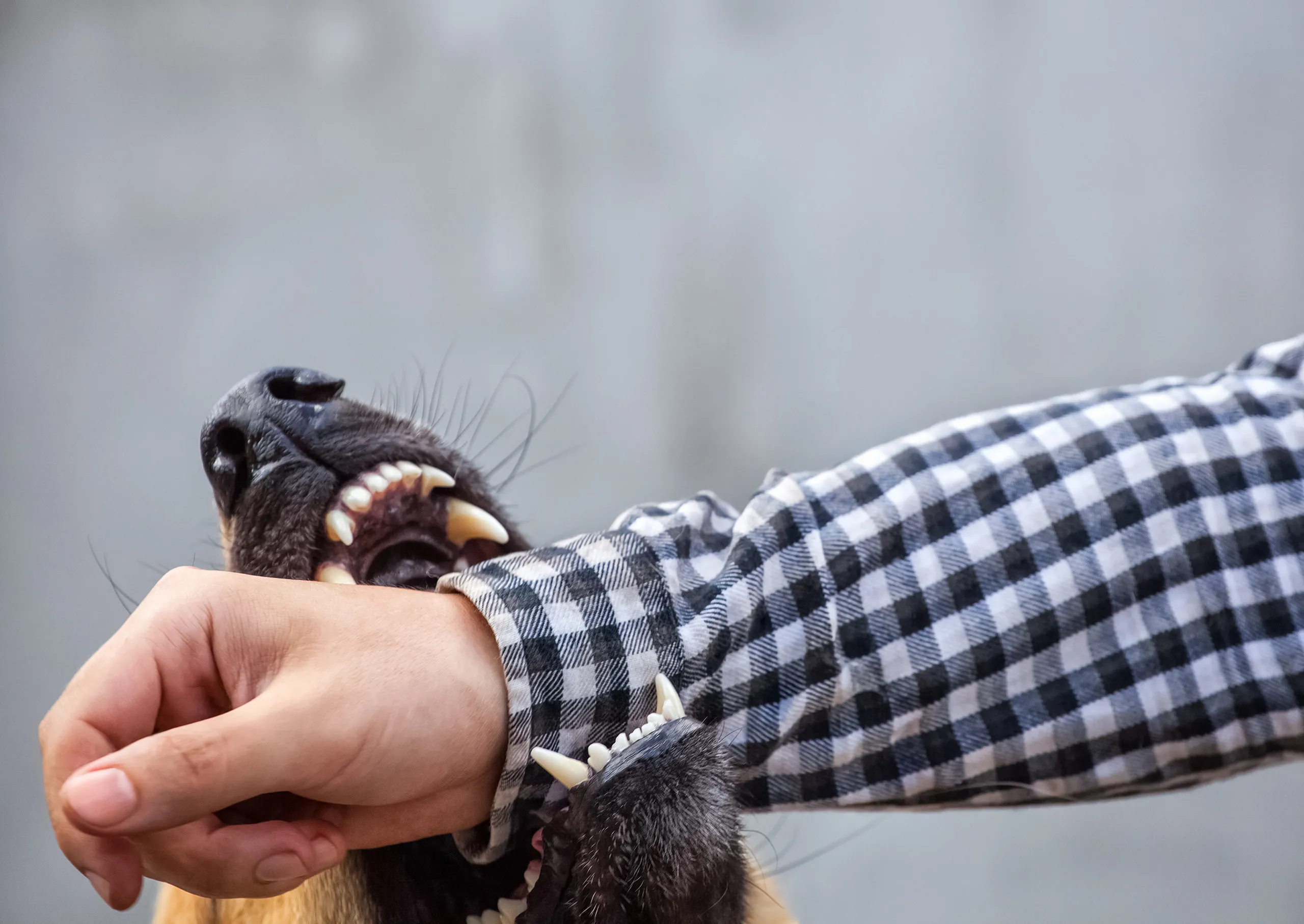 Why Choosing a Local Lawyer for a Dog Bite Case Makes a Difference